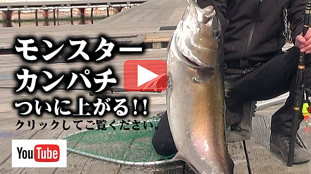 モンスターカンパチ