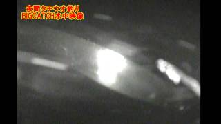 ビッグキャッチ