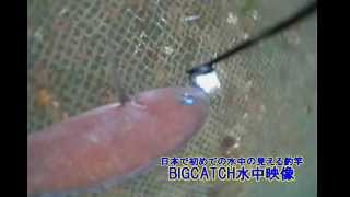 釣るとこみるぞう